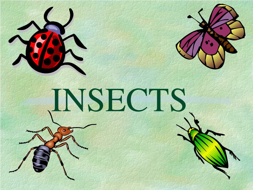 insects-with-6-legs-and-3-body-parts-lyrical-venus