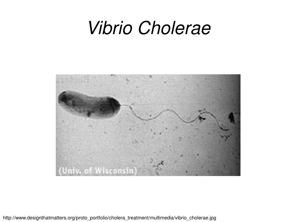 Трутовик окаймленный холерный вибрион