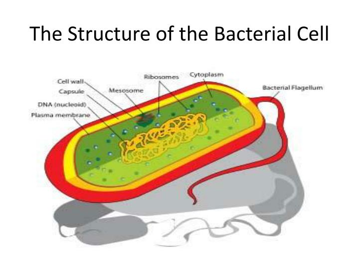 PPT - FST 305 GENERAL MICROBIOLOGY PowerPoint Presentation - ID:5083814