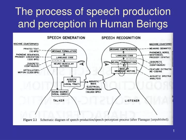 PPT The Process Of Speech Production And Perception In Human Beings PowerPoint Presentation