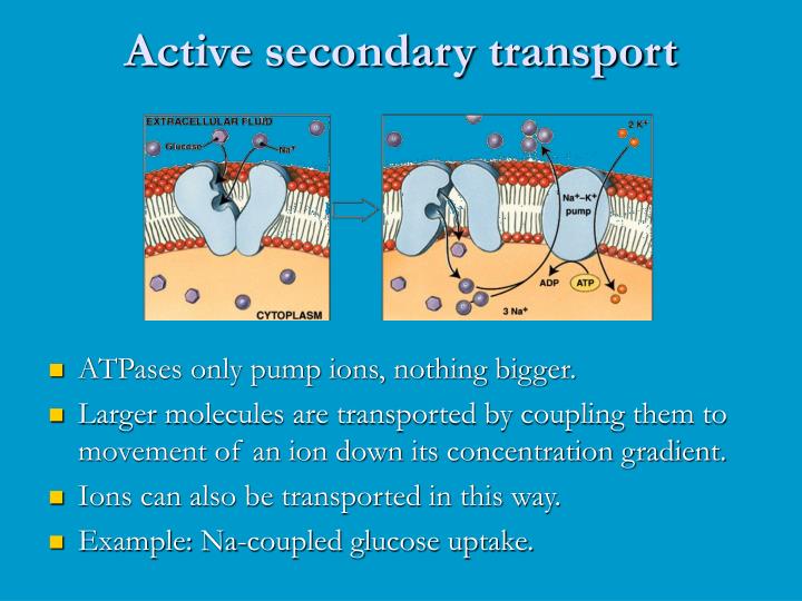 PPT - Human Physiology PowerPoint Presentation - ID:5085356
