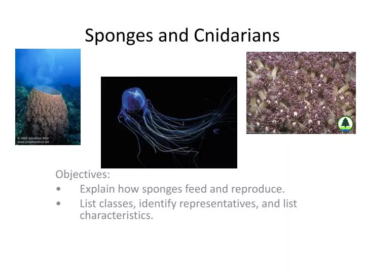 Sponges-Porifera body structur how do cnidarians move Sponges-Porifera body structur how do cnidarians move