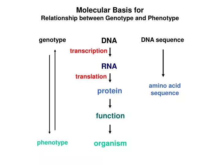 what is the relationship between a phenotype and genotype