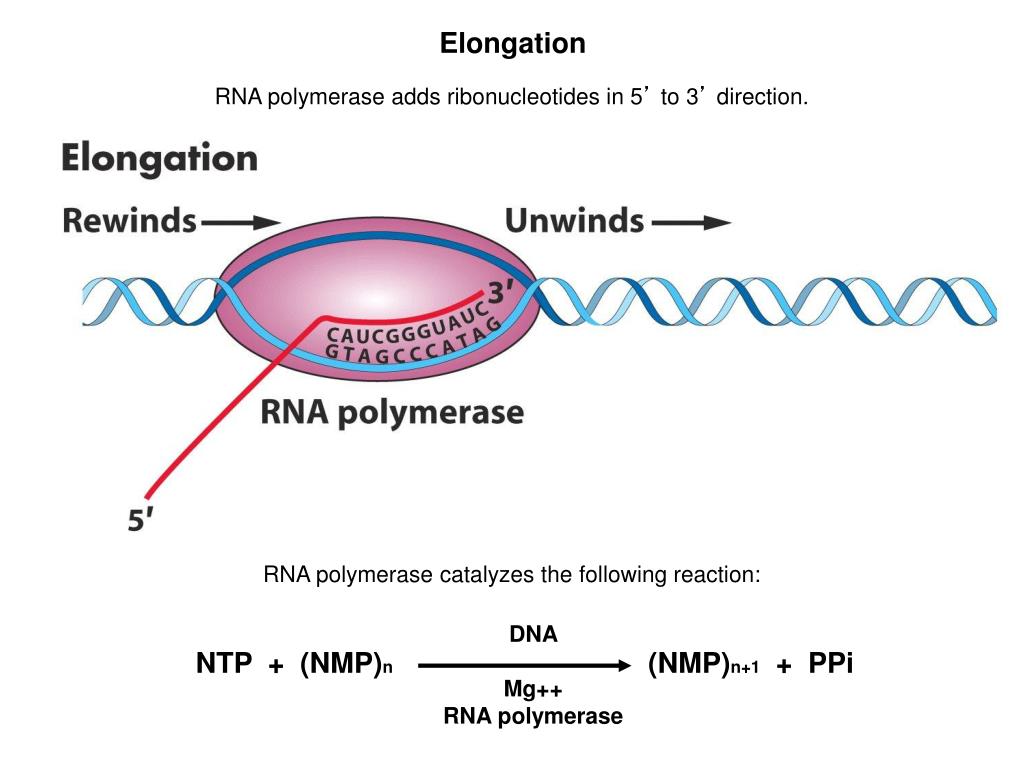 Митохондрия рнк. РНК полимераза митохондрий. Полимераза RNA. РНК полимераза e.coli. RNA polymerase 2 строение.
