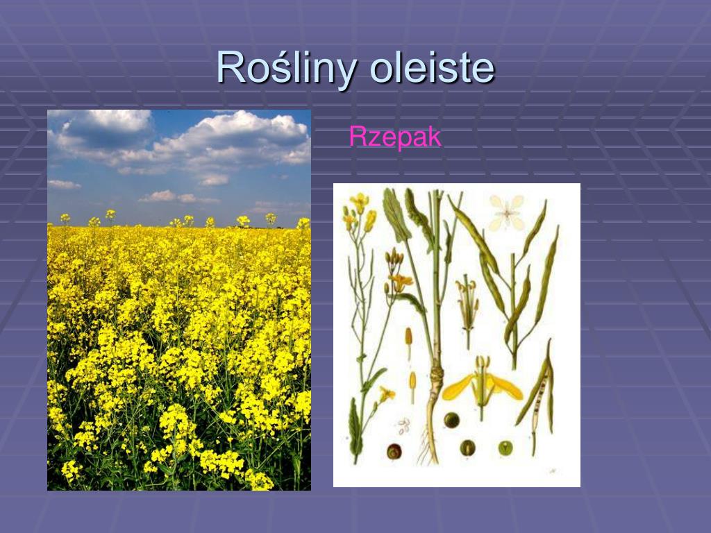 Rośliny Oleiste I Włókniste Klasa 3 PPT - Rośliny oleiste, włókniste, używki PowerPoint Presentation, free