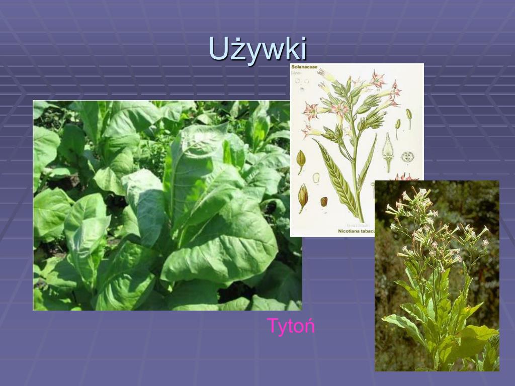 Rośliny Oleiste I Włókniste Klasa 3 PPT - Rośliny oleiste, włókniste, używki PowerPoint Presentation, free