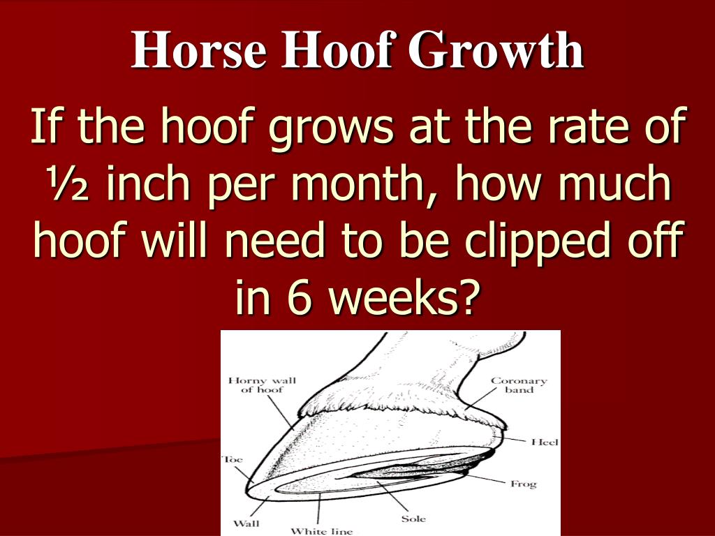 PPT Horse Hoof Growth PowerPoint Presentation, free download ID5089793