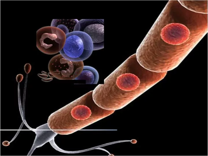 PPT - EUKARYOTIC CELL SEEN UNDER LIGHT MICROSCOPE PowerPoint