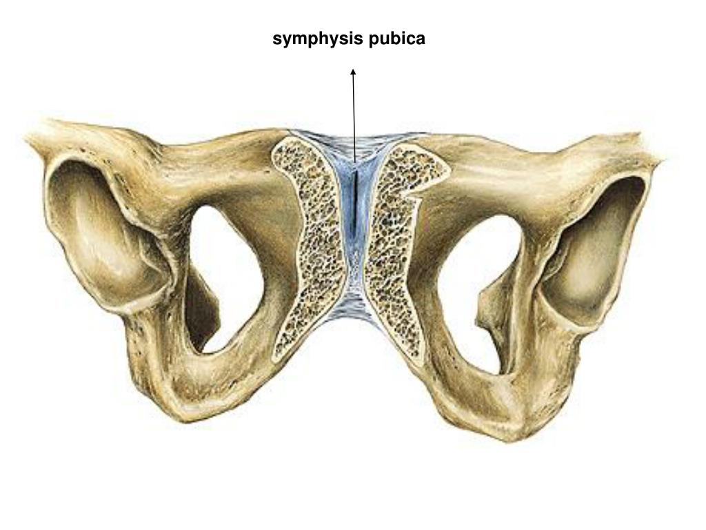 Соединение лобковых костей. Лобковый симфиз связки. Связки лобкового симфиза анатомия. Лобковый симфиз это гемартроз. Лонное сочленение анатомия.