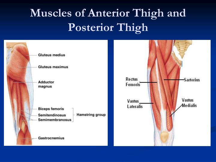 PPT - Muscular System 600 Muscles PowerPoint Presentation - ID:5090581