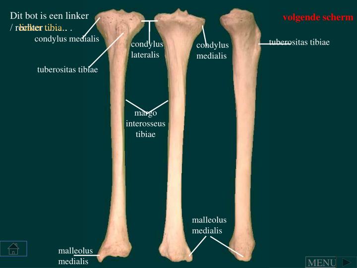 PPT - OSTEOLOGIE PowerPoint Presentation - ID:5090650