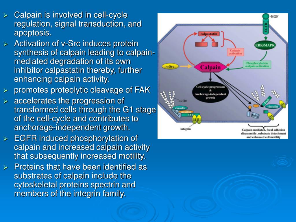 Calciphan Function PPT - J. Biol. Chem., Vol. 278, Issue 2, 1372-1379, January 10, 2003 ...