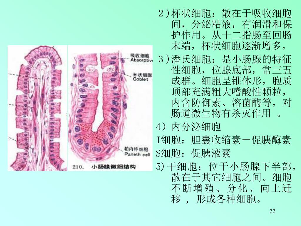 Ppt 消化系统powerpoint Presentation Free Download Id Ppt 消化系统powerpoint Presentation Free Download Id