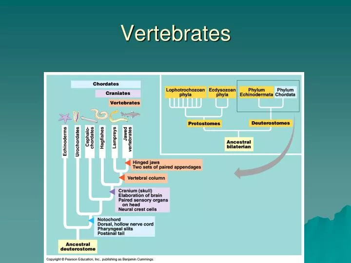 vertebrate adaptations for terrestrial life vertebrate adaptations for terrestrial life