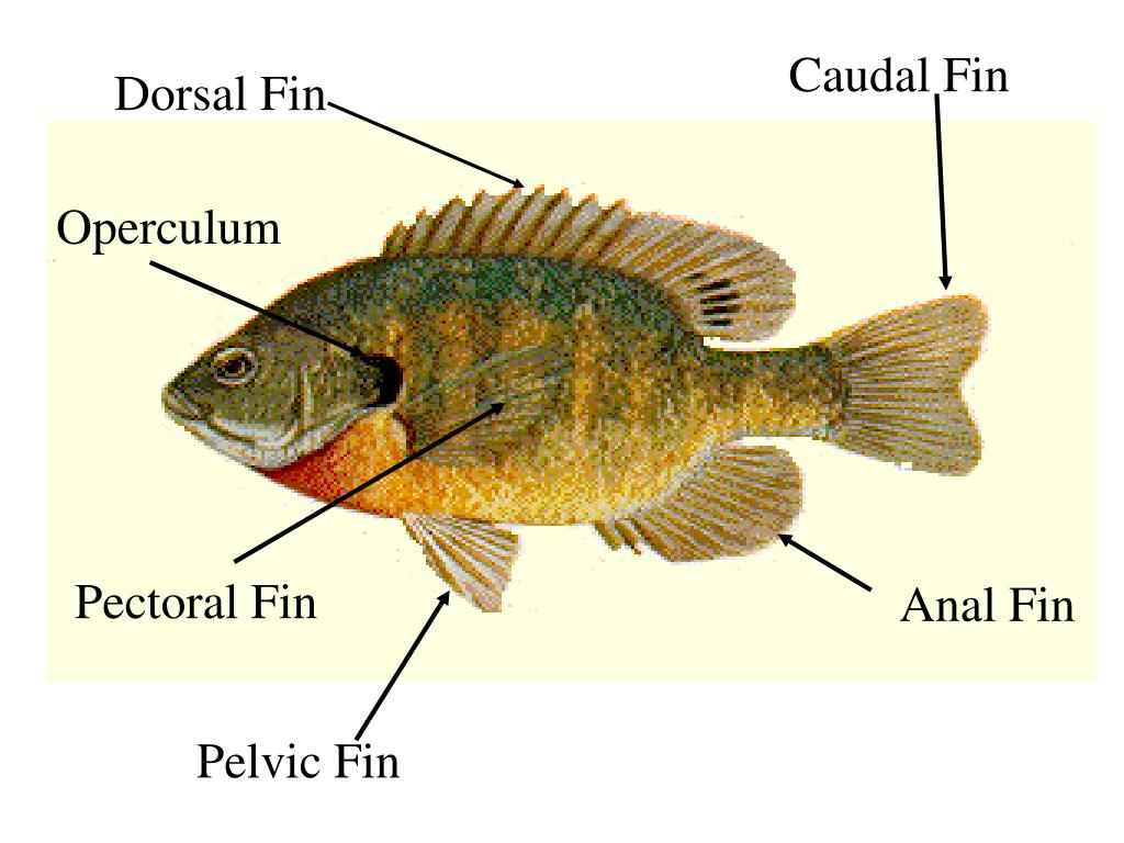 PPT - Dorsal Fin PowerPoint Presentation, free download - ID:5095110