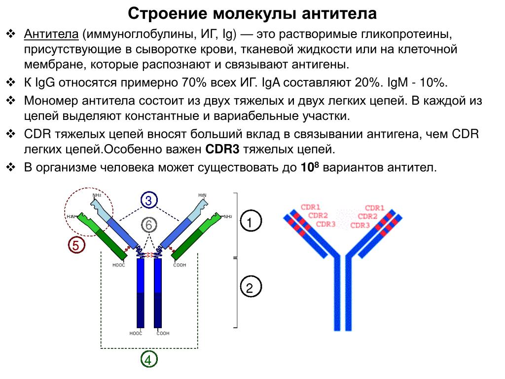 Иммуноглобулинов класса igg. Антитела структура молекулы иммуноглобулина. Строение антитела микробиология. Структура антитела иммунология. Молекулярная структура антител.