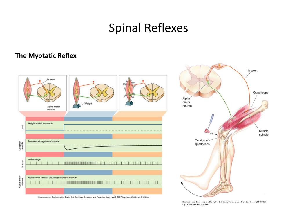 Аксон рефлекс. Spinal Reflex Somatic. Myotatic Reflex. Миотатический рефлекс физиология.