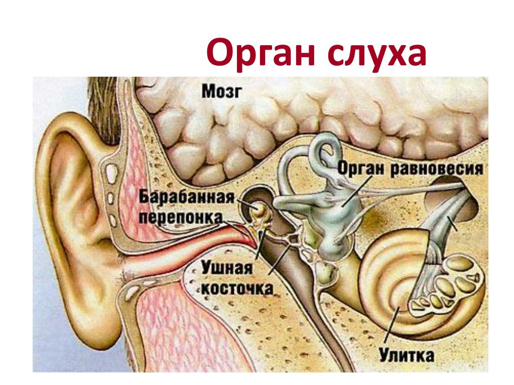Вестибулярный аппарат в ухе человека. Строение уха человека вестибулярный аппарат. Ухо орган равновесия. Ухо вестибулярный аппарат. Орган слуха и равновесия ухо.
