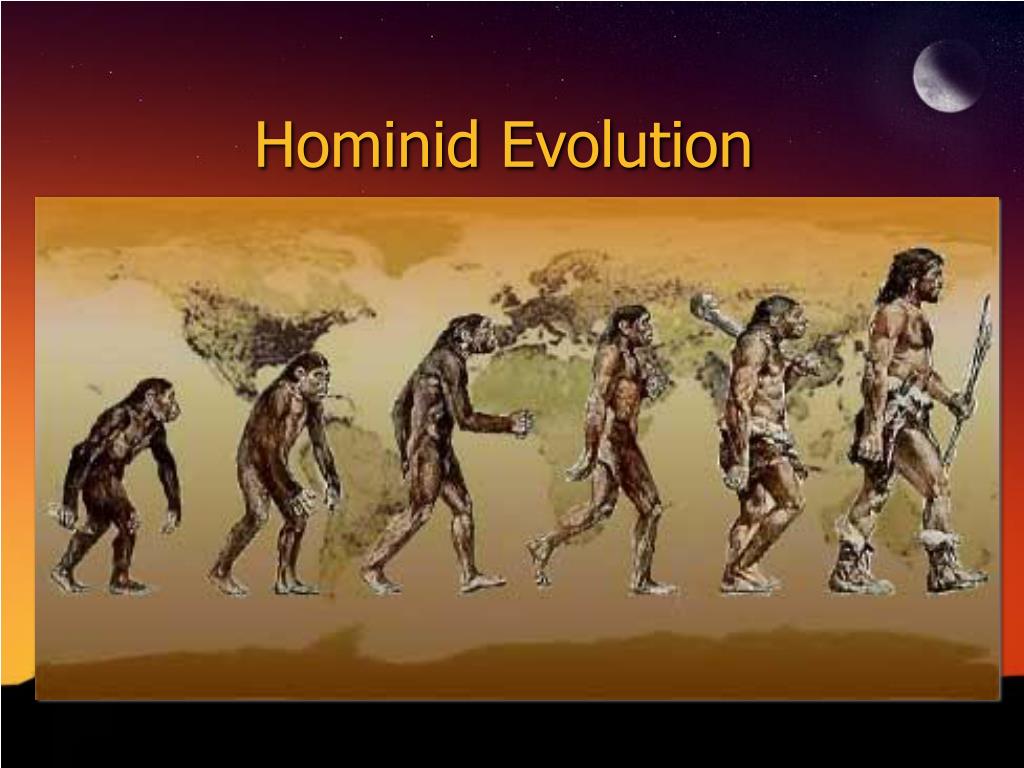 Fossil Hominids Definition At Bridget Powers Blog