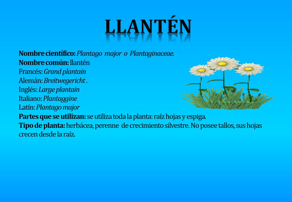 PPT - LLANTÉN PowerPoint Presentation, free download - ID:5098526