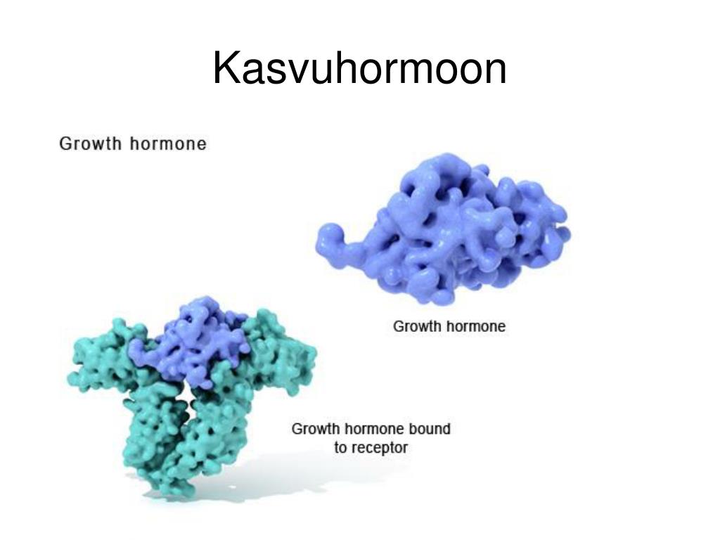 Гормон роста белок