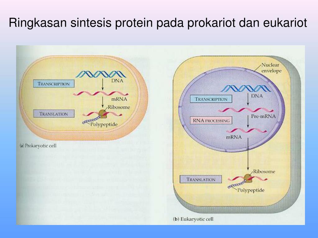 В клетках прокариот днк. ДНК пневмококка. Пневмококк прокариот. Набор генов у 1 n 2 n и прокариоты.