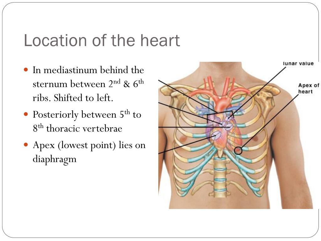 Back between. Location of the Heart. Heart Anatomy location. Heart in mediastinum. Thorax сердце.