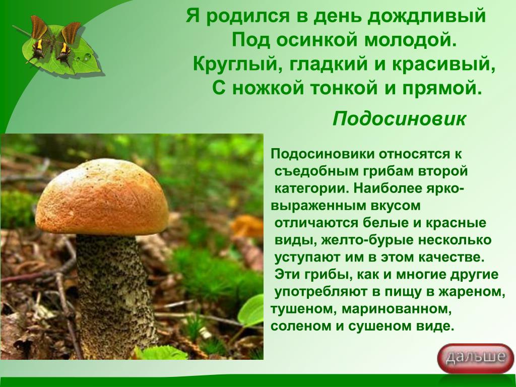 Ярковыраженный или. Подосиновик относится к грибам. Подосиновик к каким грибам относится. К съедобным грибам относятся. К какой группе относится гриб подосиновик.