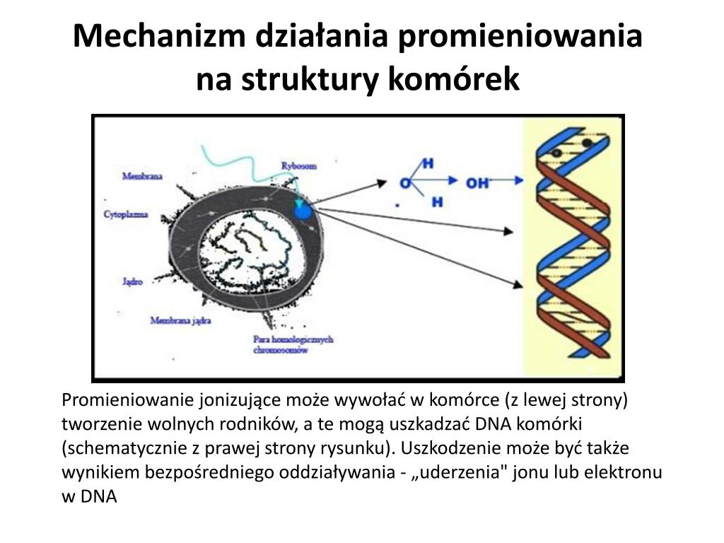 Wpływ Promieniowania Jonizującego Na Organizmy żywe PPT - Wpływ promieniowania jonizującego na organizmy żywe PowerPoint