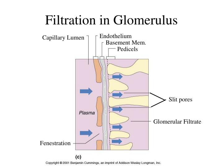 PPT - Excretory System PowerPoint Presentation - ID:5118625