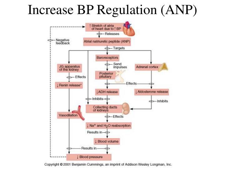 digestion absorption and homeostasis essay digestion absorption and homeostasis essay