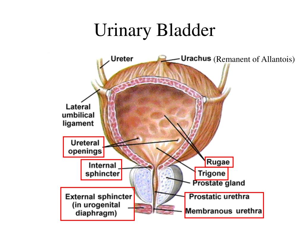 Parts Of Urinary Bladder Anatomy At Marvin Thomas Blog Parts Of Urinary Bladder Anatomy At Marvin Thomas Blog