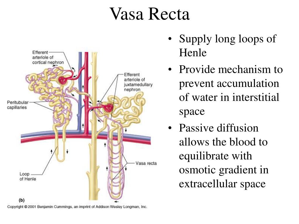 PPT Excretory System PowerPoint Presentation Free Download ID 5118625 PPT Excretory System PowerPoint Presentation Free Download ID 5118625