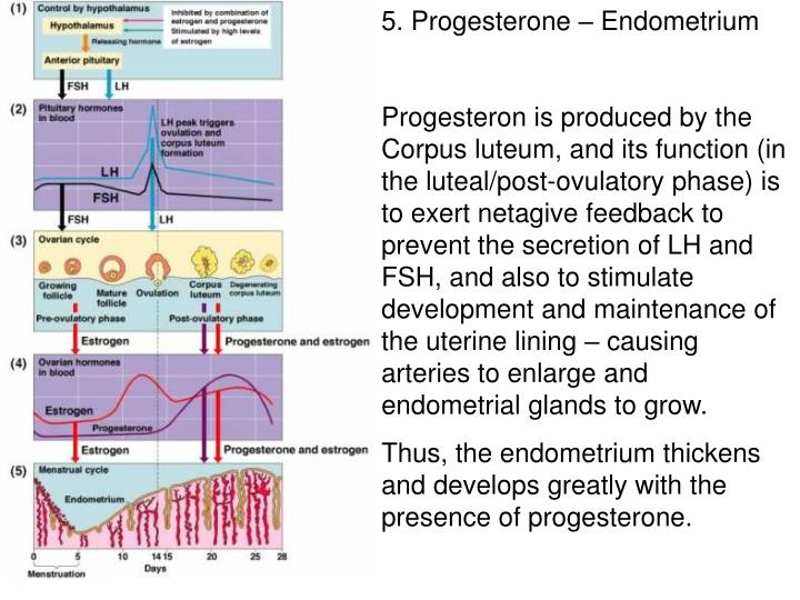 PPT 1. FSH Folliclestimulating hormone; and LH luteinizing hormone