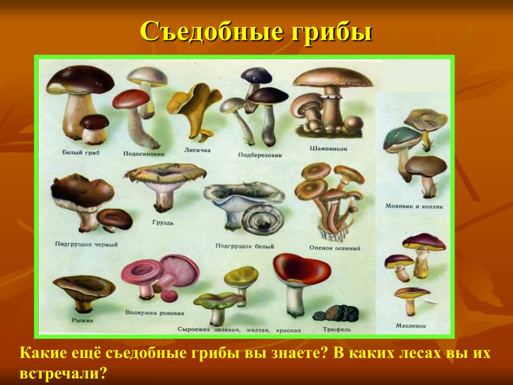 Название некоторых грибов. Картинки и описание съедобных грибов. Грибы: съедобные и несъедобные. Название съедобных грибов. Съедобных и несъедобных грибов.