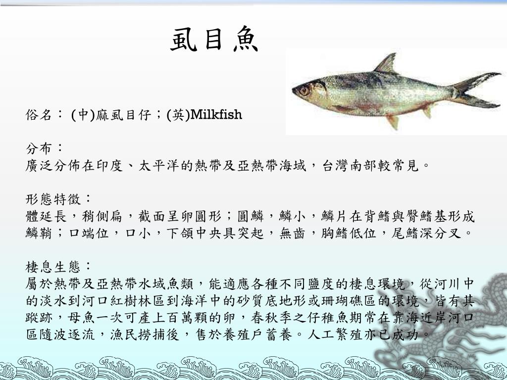 Ppt 虱目魚powerpoint Presentation Free Download Id