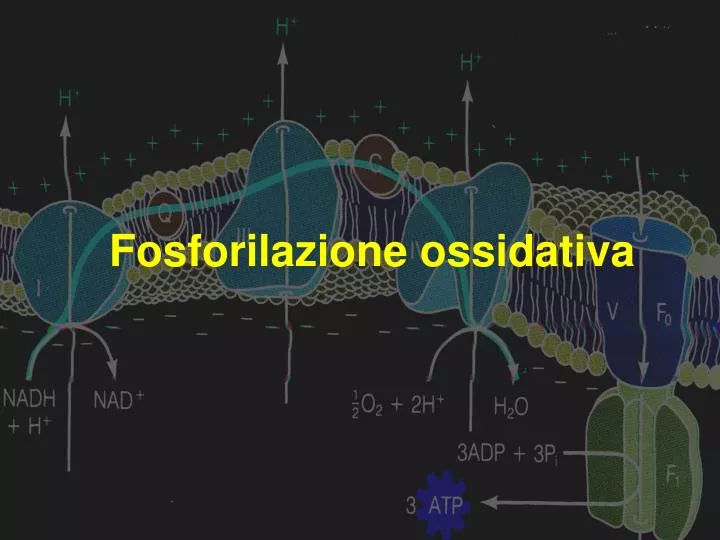 PPT Fosforilazione ossidativa PowerPoint Presentation, free download