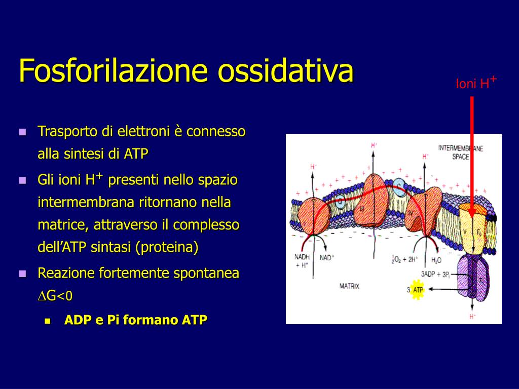 PPT Fosforilazione ossidativa PowerPoint Presentation, free download