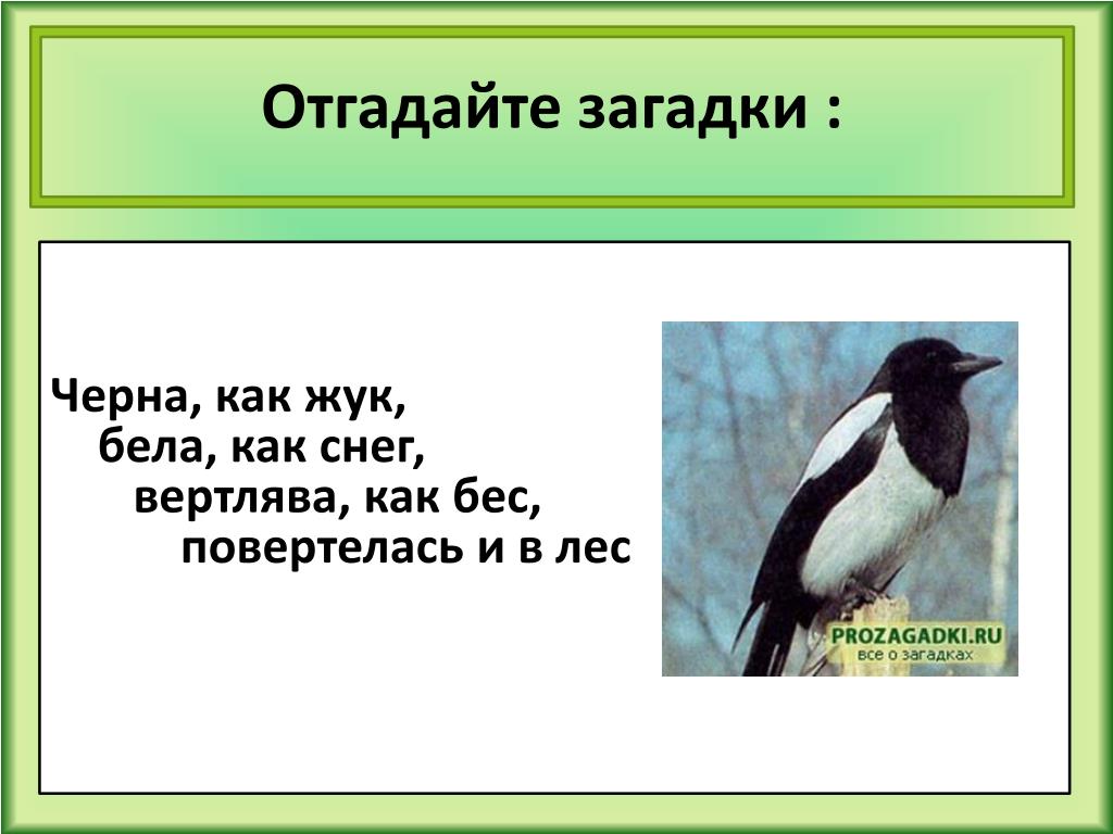 Загадки черного и белого цветов