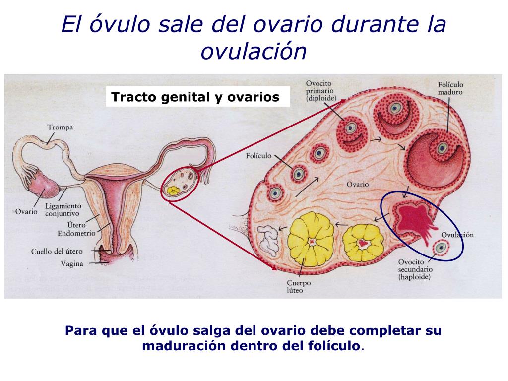 Como poner ovulo sin aplicador