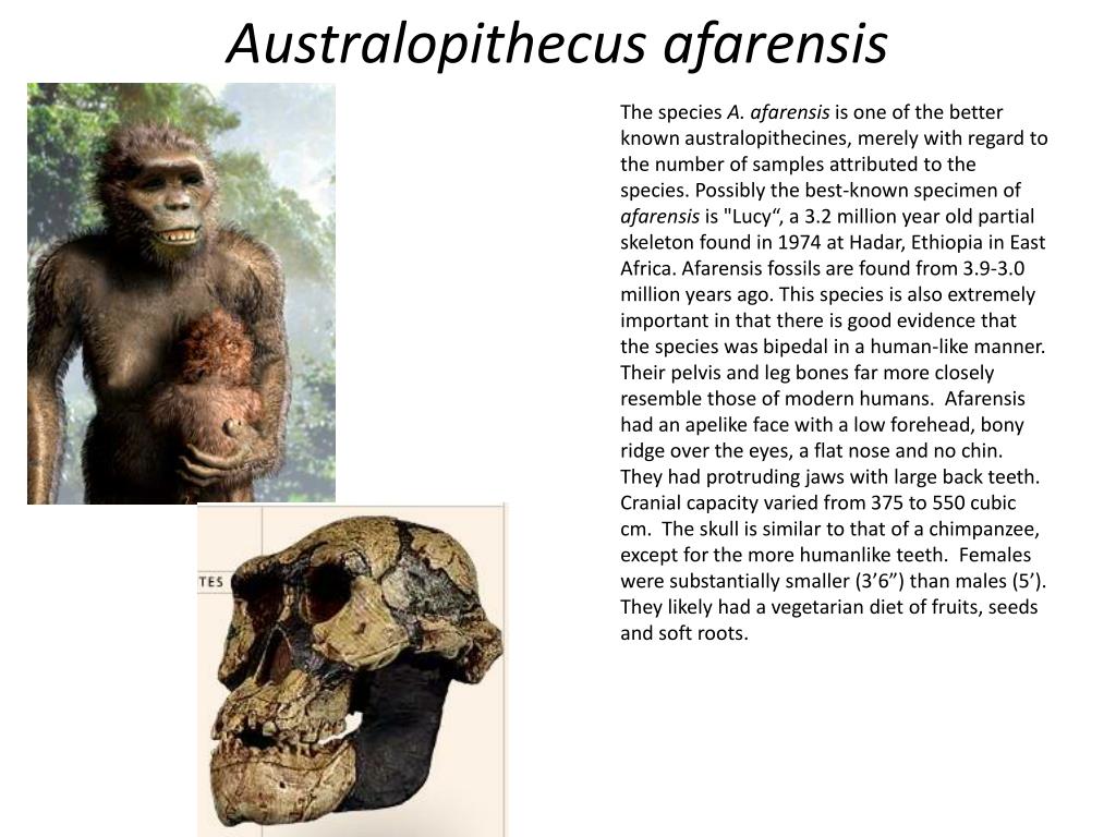 Australopithecus Afarensis Brain Volume