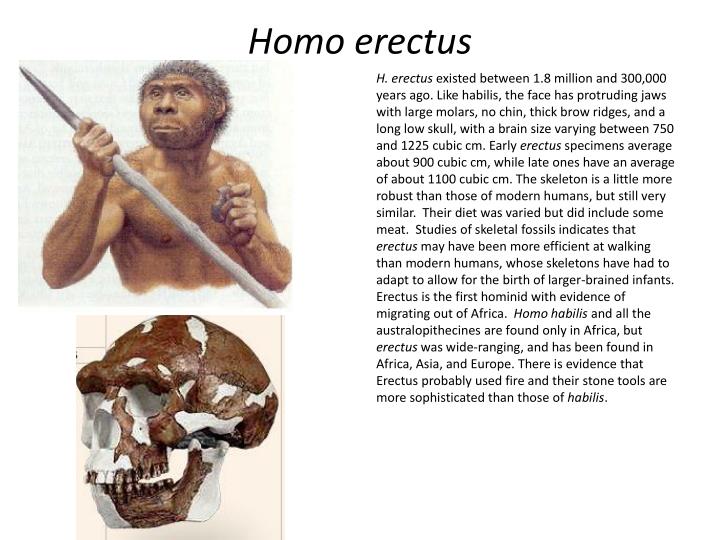 PPT - Australopithecus afarensis PowerPoint Presentation - ID:5127500