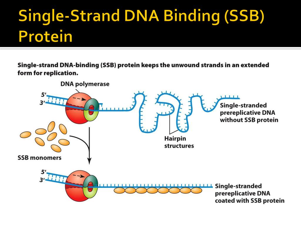 Ssb белок. Репликация ДНК SSB белки. DNA Replication SSB Protein. SSB белки на ДНК. SSB белок в репликации.