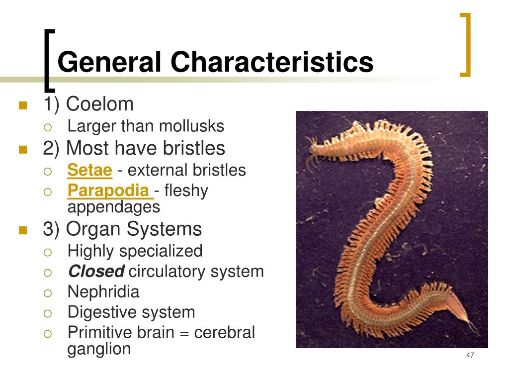 PPT - Biology - Chapter 27 Mollusks and Annelids 