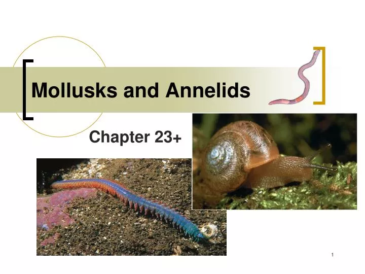 PPT - Coelomates: Mollusks and Annelids PowerPoint 