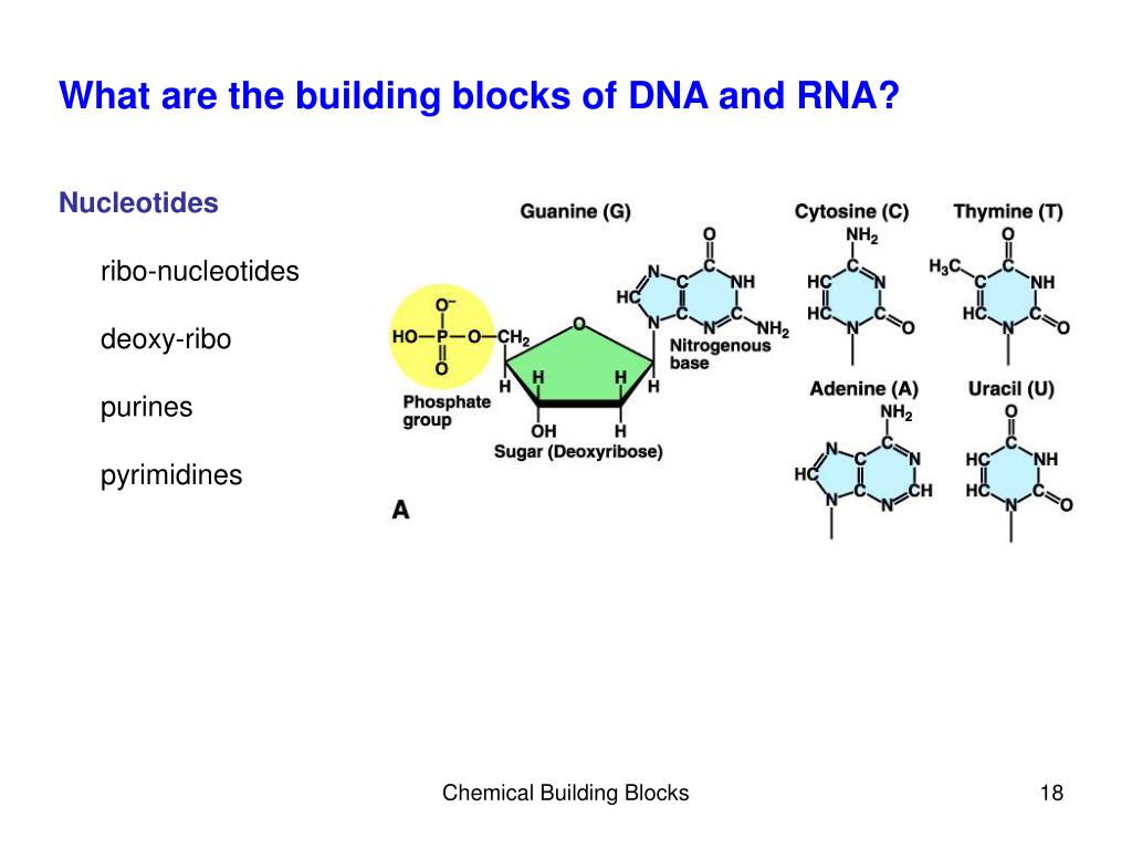 PPT Chapter 3The Chemical Building Blocks of Life
