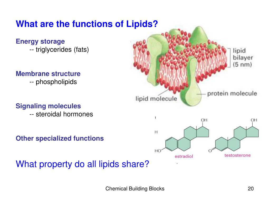 PPT Chapter 3The Chemical Building Blocks of Life