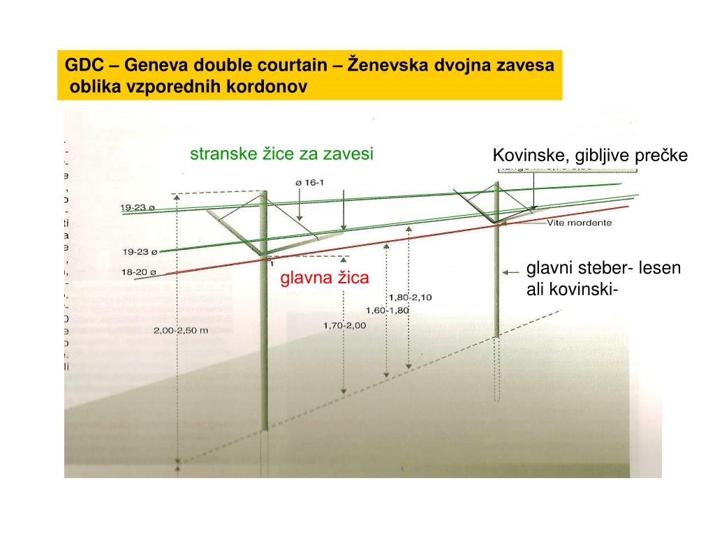 PPT - REZ IN GOJITVENE OBLIKE PowerPoint Presentation, free download -  ID:5133396