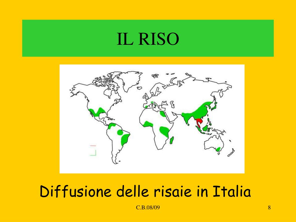 PPT - Il riso: coltivazione, lavorazione e classificazione PowerPoint ...