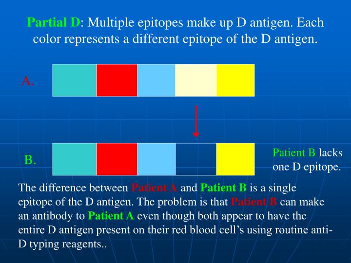 PPT The Rhesus (Rh) Blood Group system PowerPoint Presentation ID